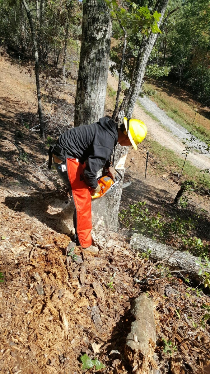 Man uses chainsaw to cut down tree